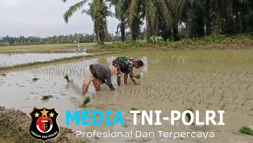 Babinsa Dampingi Petani Menanam Padi di Desa Ulee Gampong