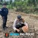 Perkuat Ketahanan Pangan, Polsek Sebangki Bersama Petani Tanam Jagung BISI 18 di Dusun Kubu Kereng