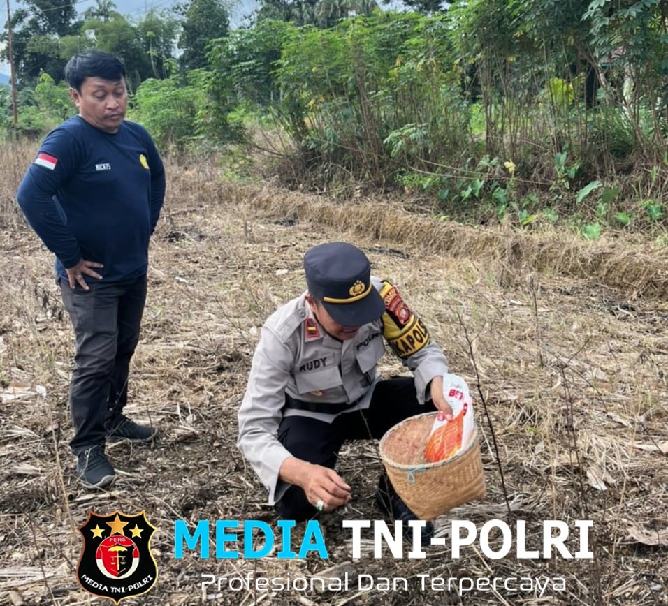 Perkuat Ketahanan Pangan, Polsek Sebangki Bersama Petani Tanam Jagung BISI 18 di Dusun Kubu Kereng