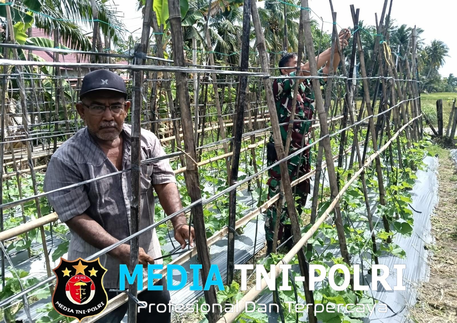 Babinsa Dampingi Petani Rawat Melon, Wujudkan Ketahanan Pangan
