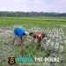 Babinsa Bantu Petani Bersihkan Gulma, Optimalkan Pertumbuhan Padi