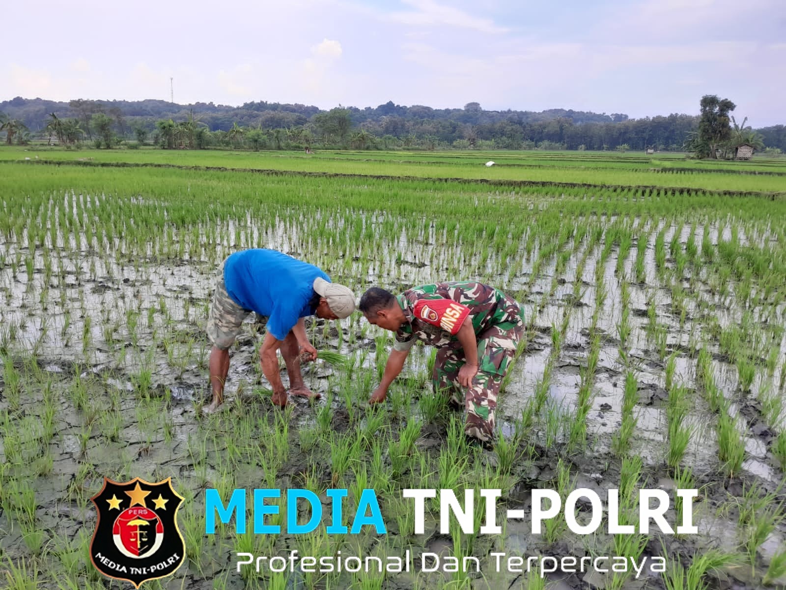 Babinsa Bantu Petani Bersihkan Gulma, Optimalkan Pertumbuhan Padi