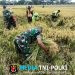 Babinsa Kawal Panen, Petani Plosokerep Optimistis Produktivitas Padi Tetap Terjaga