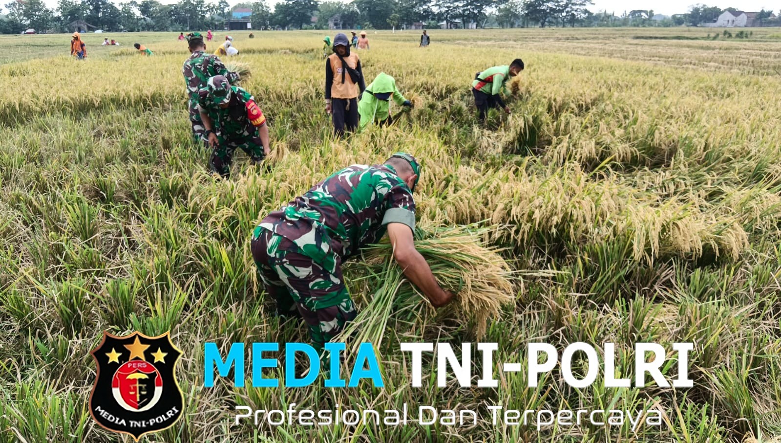 Babinsa Kawal Panen, Petani Plosokerep Optimistis Produktivitas Padi Tetap Terjaga