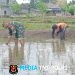 Jaga Kualitas Padi, Koptu Eka Hendarwanto Bantu Petani Bersihkan Hama Keong Dan Gulma Sawah