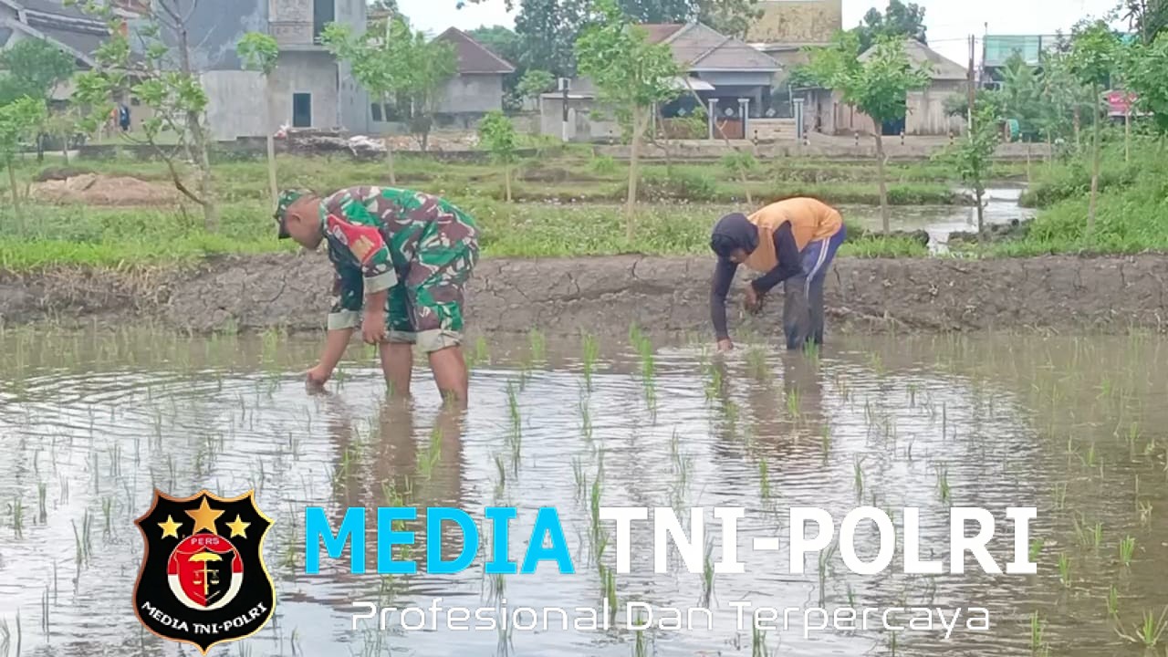 Jaga Kualitas Padi, Koptu Eka Hendarwanto Bantu Petani Bersihkan Hama Keong Dan Gulma Sawah