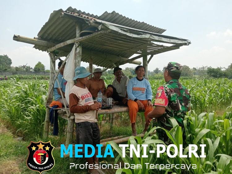 Optimalkan Hasil Panen, Serma Yuda Indra Gelar Komsos Budidaya Jagung Bersama Poktan Margo Utomo