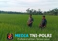 Senyum di Tengah Hamparan Padi, Babinsa dan Petani Punya Cara Sendiri Jaga Hasil Panen