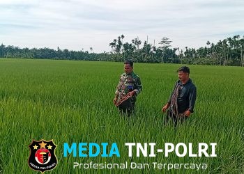 Senyum di Tengah Hamparan Padi, Babinsa dan Petani Punya Cara Sendiri Jaga Hasil Panen