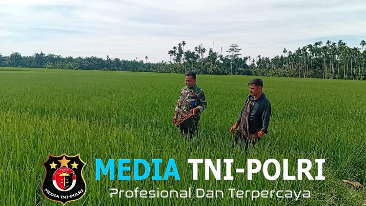 Senyum di Tengah Hamparan Padi, Babinsa dan Petani Punya Cara Sendiri Jaga Hasil Panen