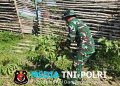 Satgas Yonif 123/RJW Kembangkan Hanpangan di Pos Kimaam, Hasil Panen Disiapkan untuk Masyarakat