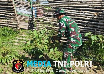 Satgas Yonif 123/RJW Kembangkan Hanpangan di Pos Kimaam, Hasil Panen Disiapkan untuk Masyarakat