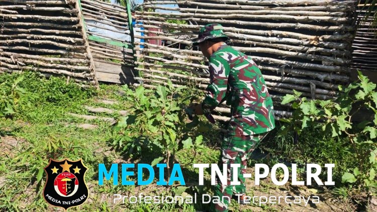 Satgas Yonif 123/RJW Kembangkan Hanpangan di Pos Kimaam, Hasil Panen Disiapkan untuk Masyarakat