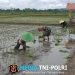 Dukung Ketahanan Pangan, Sertu Alim Santoso Dampingi Poktan Tani Makmur Tanam Padi di Jambewangi