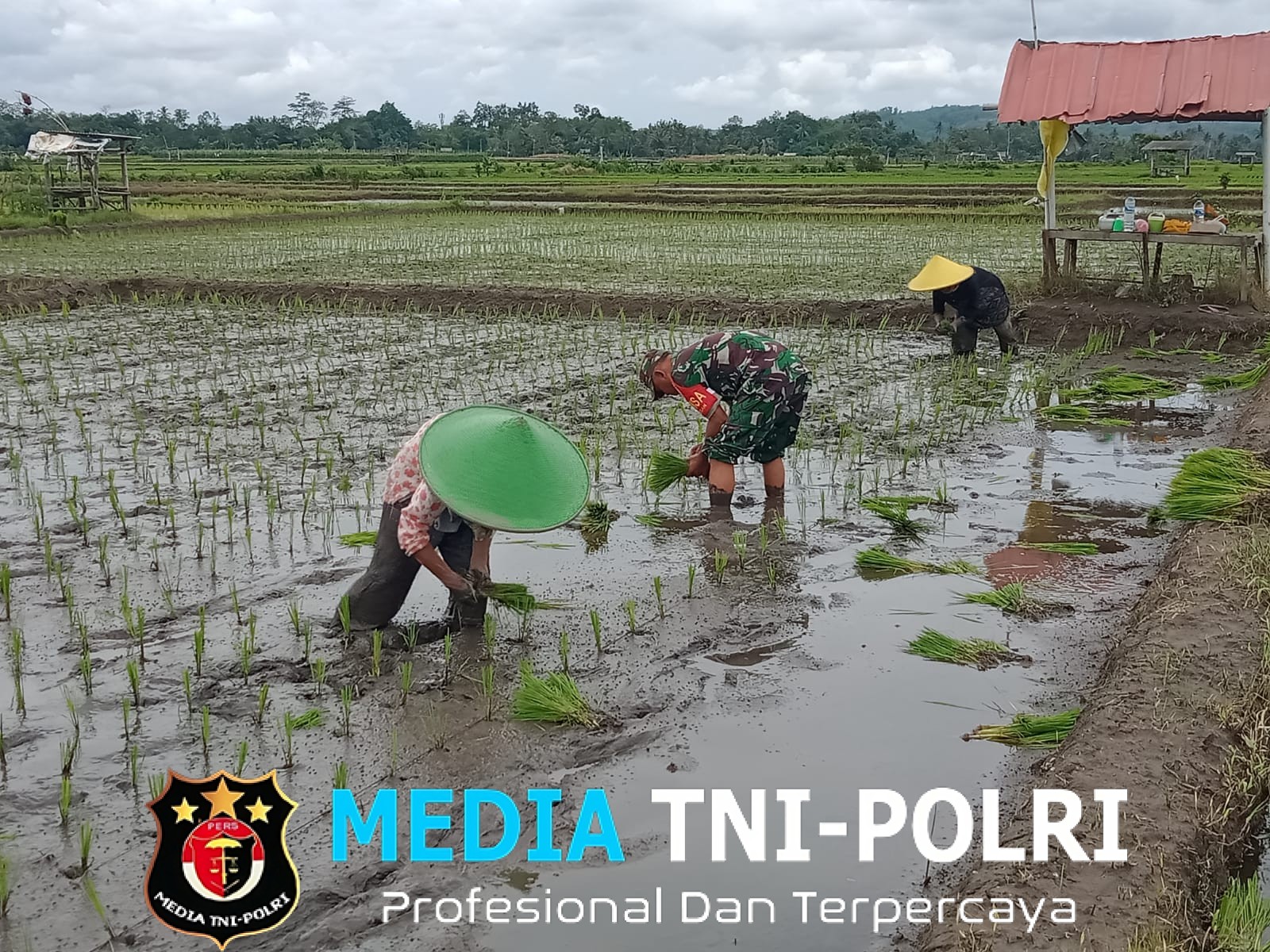 Dukung Ketahanan Pangan, Sertu Alim Santoso Dampingi Poktan Tani Makmur Tanam Padi di Jambewangi