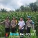 Kapolsek Mempawah Hulu Bersama Anggota Monitoring Demplot Tanaman Jagung di Desa Tunang