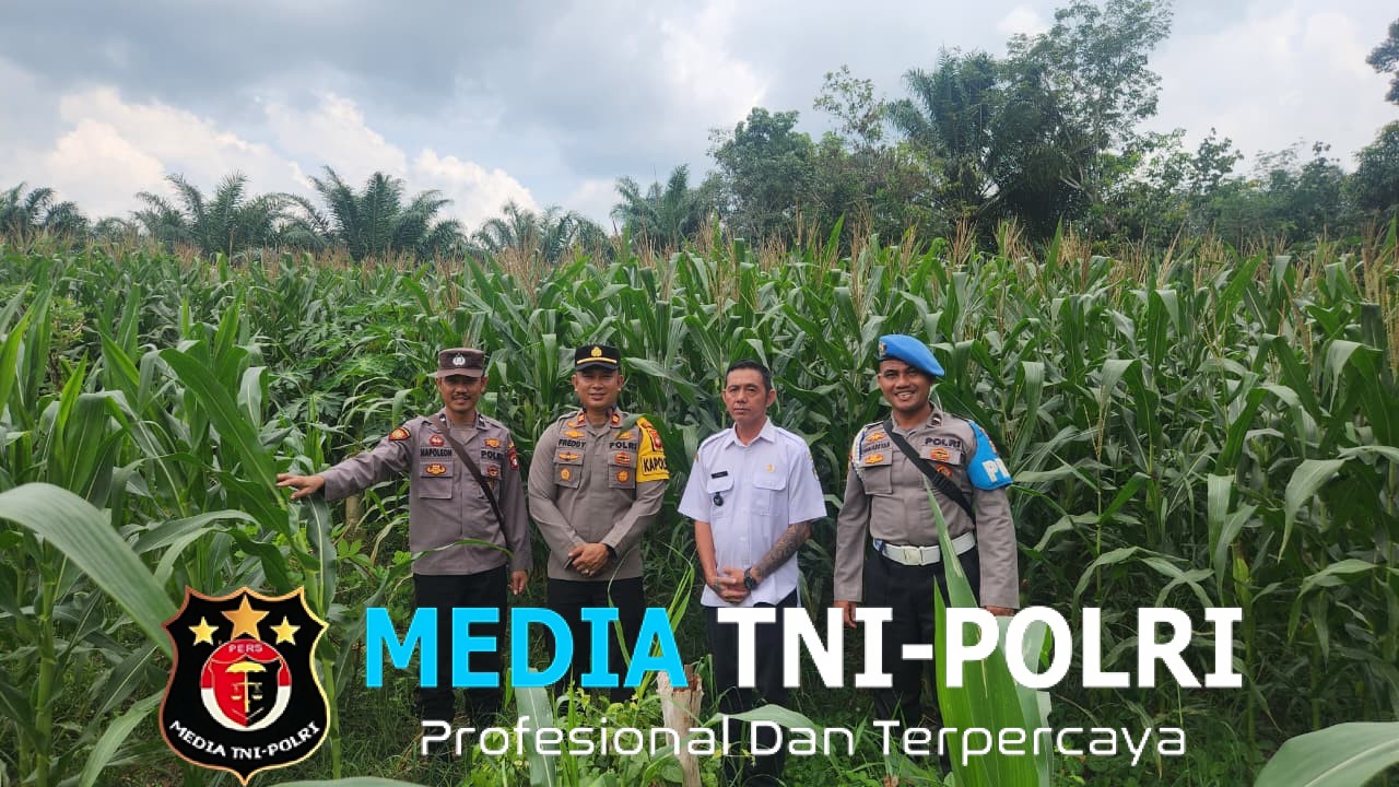 Kapolsek Mempawah Hulu Bersama Anggota Monitoring Demplot Tanaman Jagung di Desa Tunang