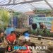 Ketahanan Pangan Keluarga, Serda Wisnu Sulistyo Dampingi KWT Srikandi Budidaya Bawang Merah