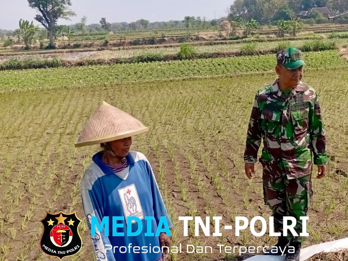 Babinsa Potronayan Semangati Petani Hadapi Musim Kemarau, Optimistis Panen MT III Berlimpah dan Harga Gabah Menguntungkan
