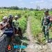 Dukung Ketahanan Pangan, Serka Anton Ady Gelar Komsos Persiapan Panen Jagung Bersama Poktan Rahayu
