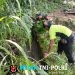 TNI Manunggal Air, Serka Imam Sungep Bersama Warga Kedung Banteng Gotong Royong Bersihkan Irigasi