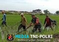 Babinsa Blusukan ke Sawah, Gulma Dibasmi Demi Selamatkan Masa Depan Panen Petani