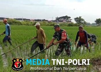 Babinsa Blusukan ke Sawah, Gulma Dibasmi Demi Selamatkan Masa Depan Panen Petani