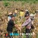 Kapolsek Mempawah Hulu Hadiri Panen Raya Jagung Program 1 Desa 1 Hektare, Perkuat Ketahanan Pangan Nasional