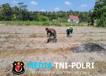 Dukung Ketahanan Pangan, Sertu Harianto Dampingi Petani Penyiapan Lahan Sawah Di Desa Ngoran
