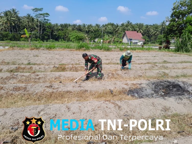 Dukung Ketahanan Pangan, Sertu Harianto Dampingi Petani Penyiapan Lahan Sawah Di Desa Ngoran