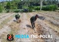 Dukung Ketahanan Pangan, Sertu Harianto Dampingi Petani Penyiapan Lahan Sawah Di Desa Ngoran