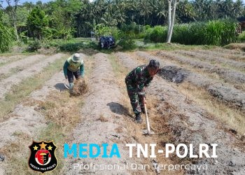 Dukung Ketahanan Pangan, Sertu Harianto Dampingi Petani Penyiapan Lahan Sawah Di Desa Ngoran