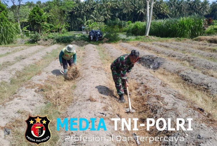 Dukung Ketahanan Pangan, Sertu Harianto Dampingi Petani Penyiapan Lahan Sawah Di Desa Ngoran
