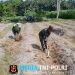 Dukung Ketahanan Pangan, Sertu Harianto Dampingi Petani Penyiapan Lahan Sawah Di Desa Ngoran