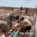Semangat Gotong Royong Prajurit TNI AD Bersama Masyarakat Bangun Jembatan Aramco di Merauke