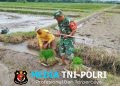 Dukung Ketahanan Pangan, Babinsa Koramil Doko Dampingi Petani Tanam Padi di Desa Plumbagan