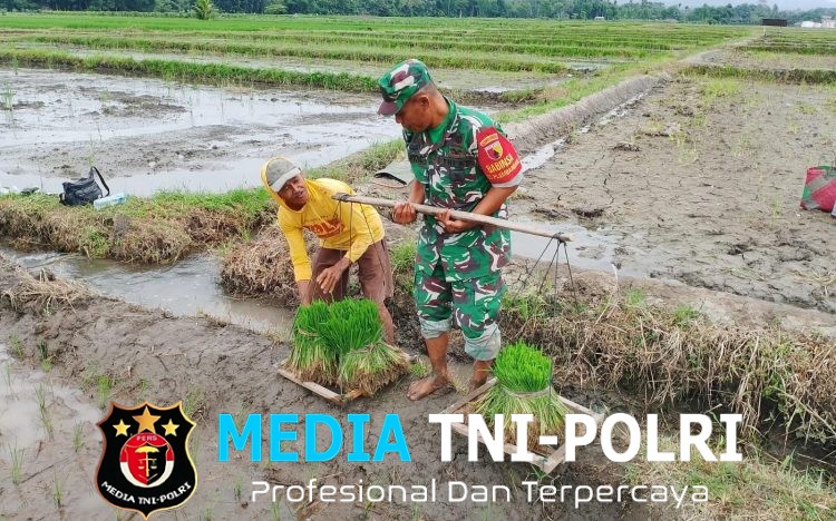 Dukung Ketahanan Pangan, Babinsa Koramil Doko Dampingi Petani Tanam Padi di Desa Plumbagan