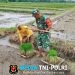 Dukung Ketahanan Pangan, Babinsa Koramil Doko Dampingi Petani Tanam Padi di Desa Plumbagan