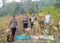 Sinergi Polsek dan BPP Dorong Ketahanan Pangan, Panen Perdana Jagung Sebangki Capai 2 Ton