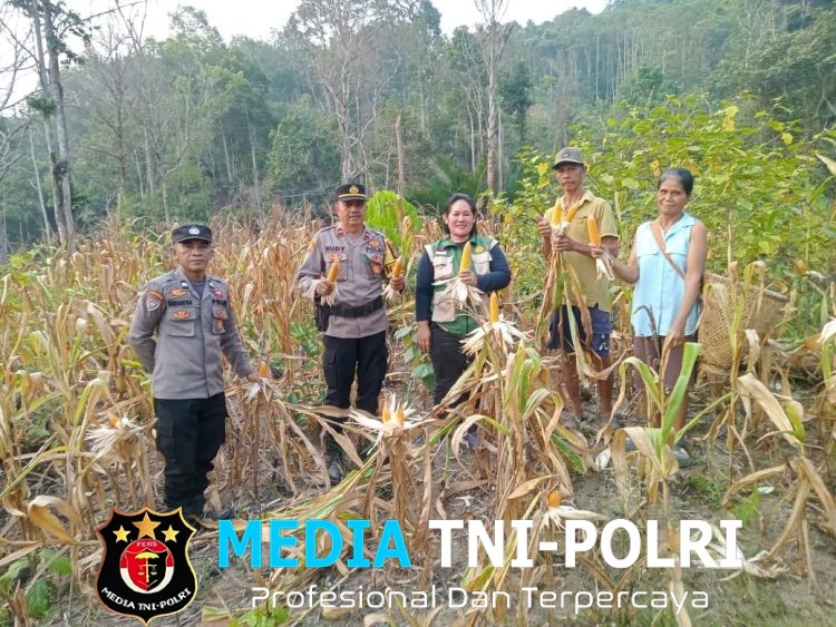Sinergi Polsek dan BPP Dorong Ketahanan Pangan, Panen Perdana Jagung Sebangki Capai 2 Ton