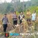 Sinergi Polsek dan BPP Dorong Ketahanan Pangan, Panen Perdana Jagung Sebangki Capai 2 Ton