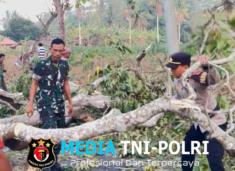 Polres Lampung Timur Gerak Cepat Evakuasi Pohon Tumbang, Arus Lalu Lintas Kembali Lancar