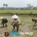 Dukung Ketahanan Pangan, Serka Abdul Salam Turun ke Sawah Bantu Petani Tanam Padi Di Ngadirenggo