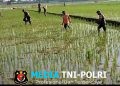 Babinsa Masaran Bantu Petani, Pemupukan Didorong Tepat dan Efisien