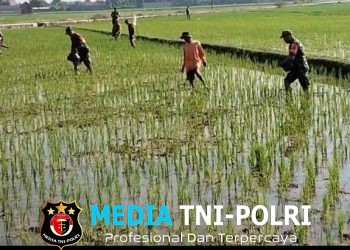 Babinsa Masaran Bantu Petani, Pemupukan Didorong Tepat dan Efisien