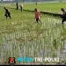 Babinsa Masaran Bantu Petani, Pemupukan Didorong Tepat dan Efisien
