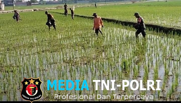 Babinsa Masaran Bantu Petani, Pemupukan Didorong Tepat dan Efisien