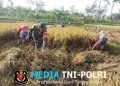 Wujudkan Swasembada Pangan, Babinsa Koramil 0808/11 Binangun Dampingi Petani Panen Padi Di Desa Sambigede