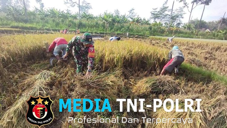 Wujudkan Swasembada Pangan, Babinsa Koramil 0808/11 Binangun Dampingi Petani Panen Padi Di Desa Sambigede