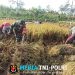 Wujudkan Swasembada Pangan, Babinsa Koramil 0808/11 Binangun Dampingi Petani Panen Padi Di Desa Sambigede